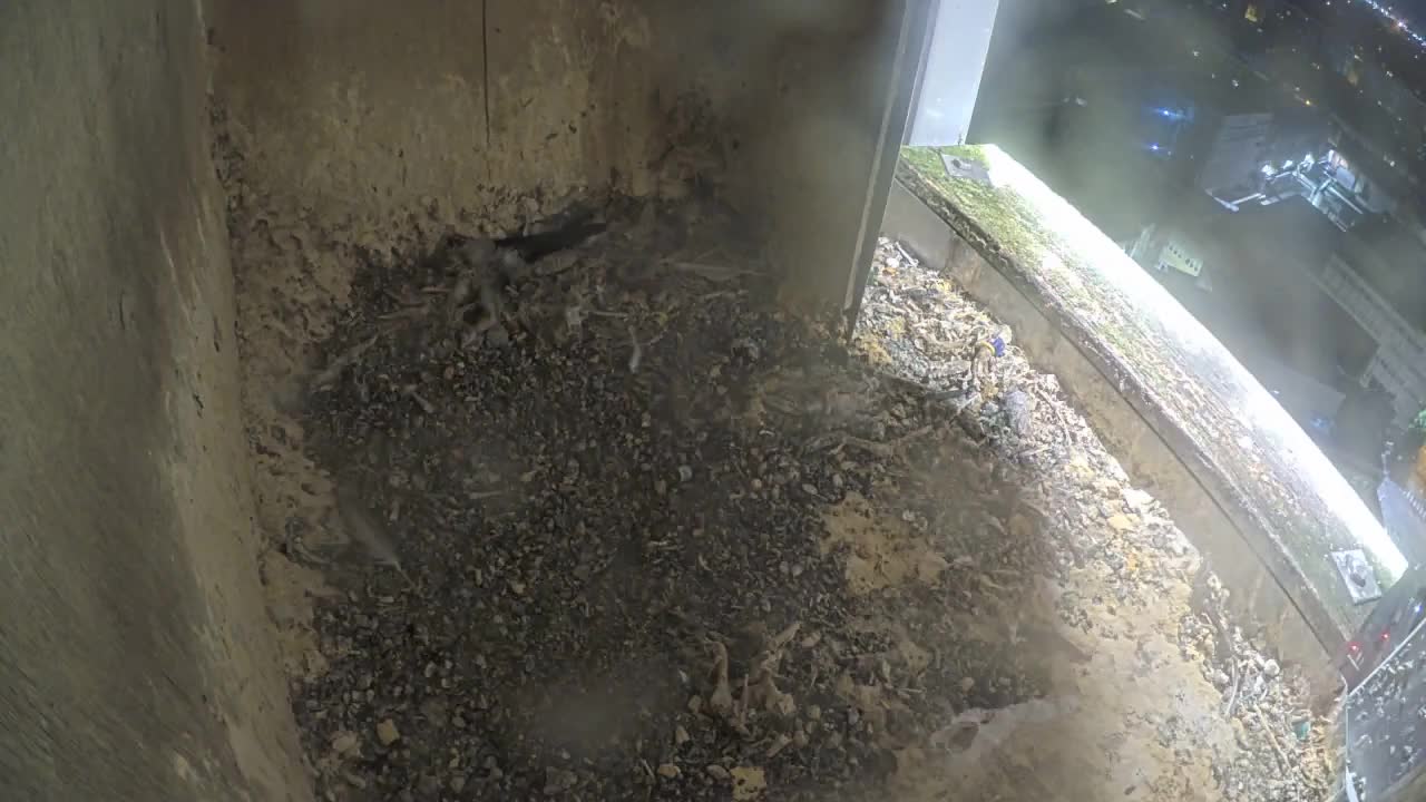 Agfa Mortsel slechtvalken webcam